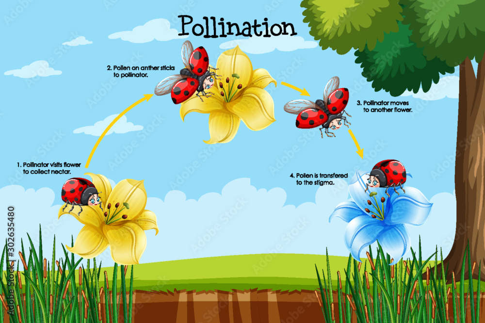 Diagram showing pollination with flower and bug - obrazy, fototapety, plakaty 
