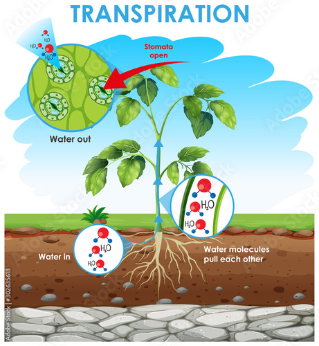 Diagram showing transpiration in plant