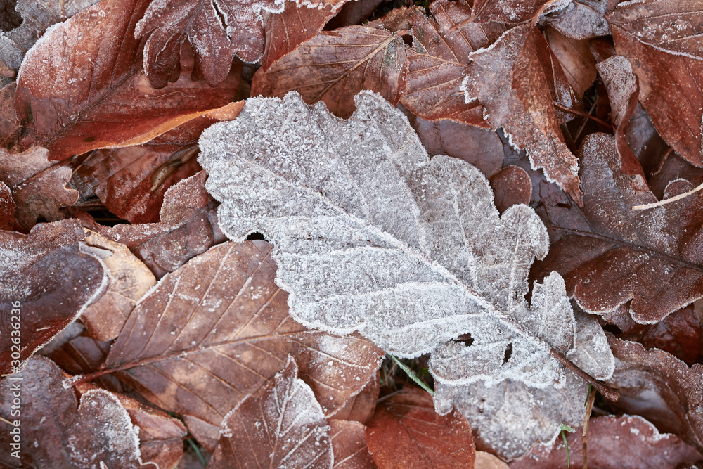 Brown and frozen leaves lying on the ground of a forest in winter Brown and frozen leaves lying on the ground of a forest in winter