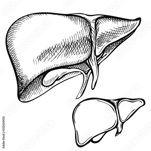 Sketch Ink Human liver, hand drawn, doodle style, Engraved Anatomical illustration