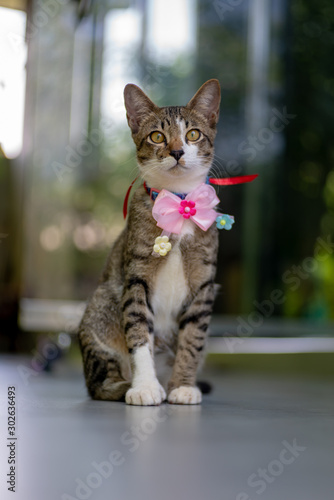 Portrait of striped Thai cat with beautiful ribbon