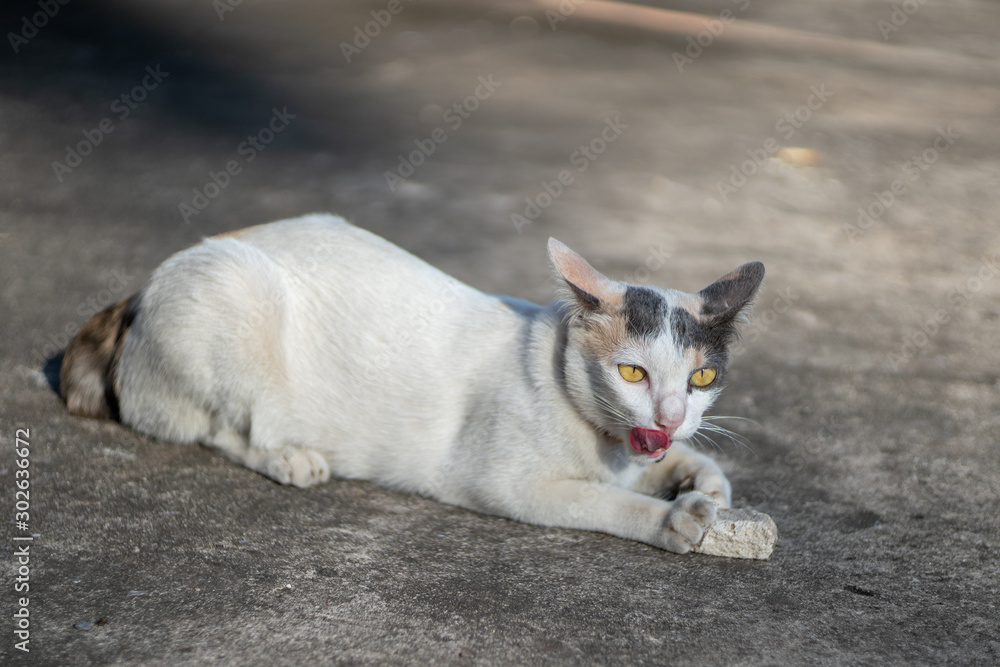 Portrait of white cat with spot lay on the floor, close up Thai cat