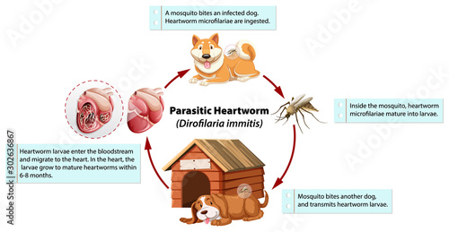 Diagram showing parasitic heartworm in dog