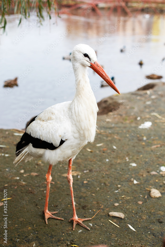 Stork near the lake. portrait of a stork Stork near the lake. portrait of a stork