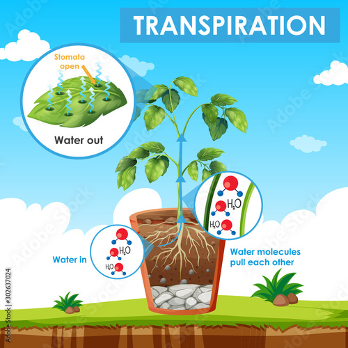 Diagram showing transpiration in plant