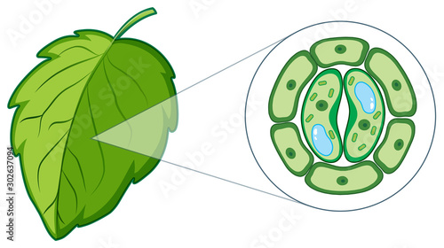 Diagram showing plant cell from leaf