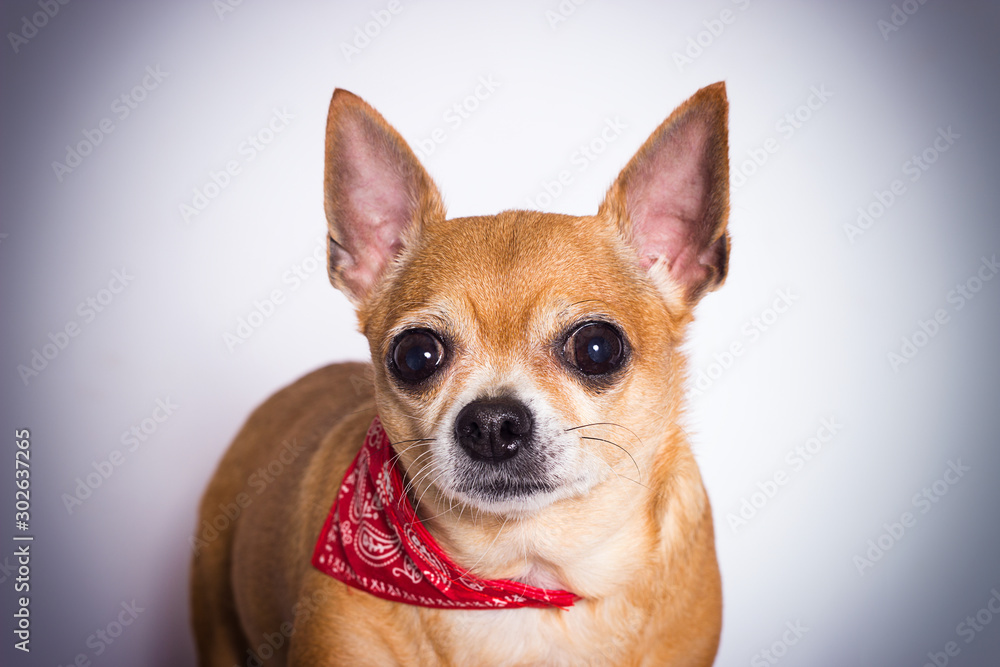 portrait of ginger chihuahua dog on white background