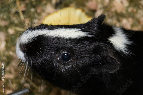 black and white Guinea pig with conjunctivitis