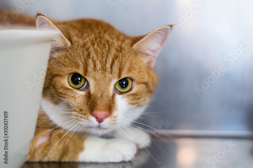 Ginger cat at the veterinary clinic