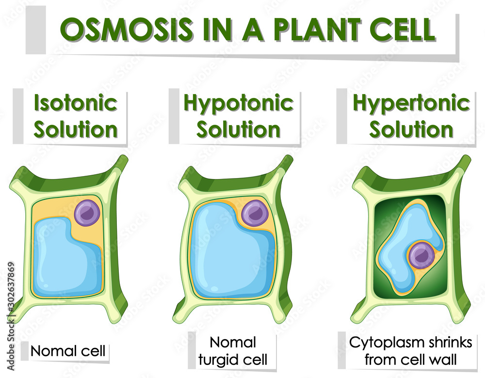 Diagram Showing Osmosis In Plant Cell Stock Vector Adobe Stock diagram-showing-osmosis-in-plant-cell-stock-vector-adobe-stock