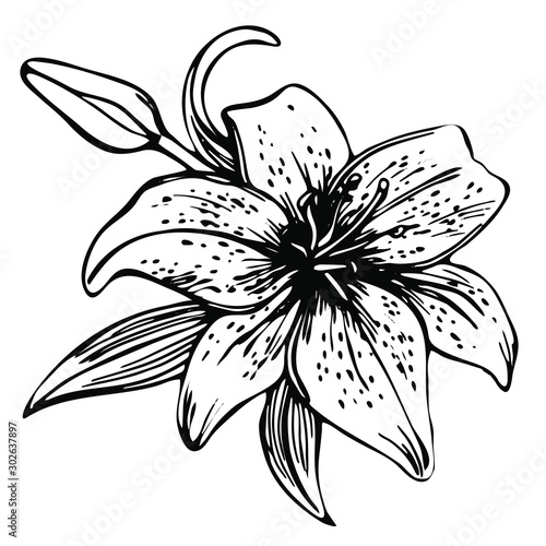 Sketch floral blooming lily. hand drawn illustration of lily flower. beautiful monochrome black and white lily 
