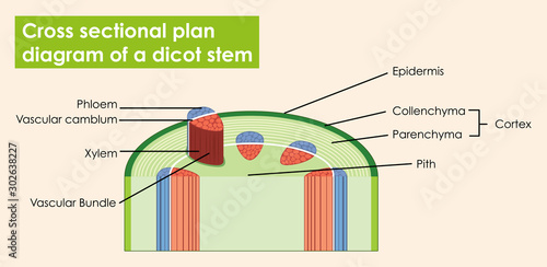 Diagram showing cross sectional plan of dicot stem
