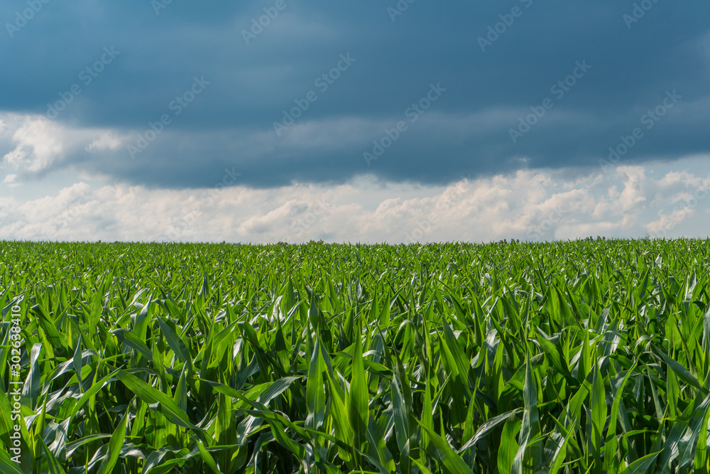 Corn plantation with gray sky