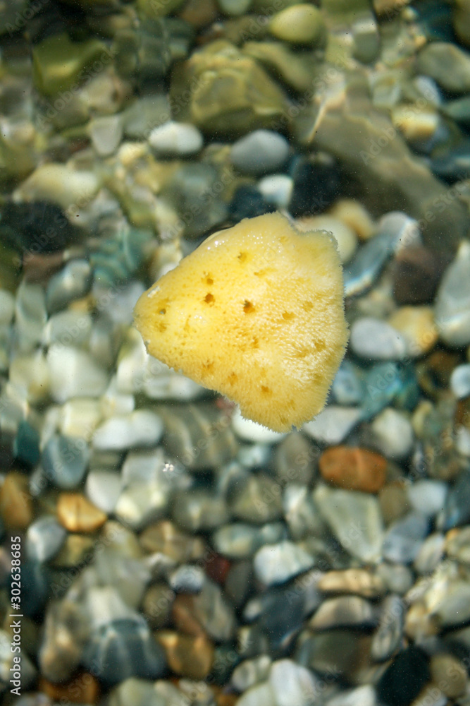 Sea sponge in sea water on the beach background.