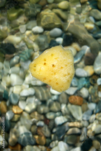 Sea sponge in sea water on the beach background. 