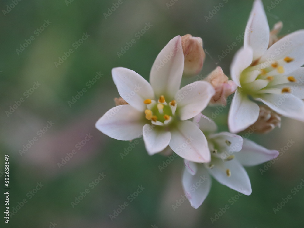 flower on green background flower on green background