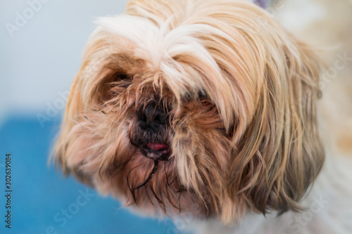 Shih-tzu dog breed with long hair on his face and tongue out © Todorean Gabriel