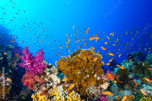 Fotografia Coral Reef at the Red Sea, Egypt