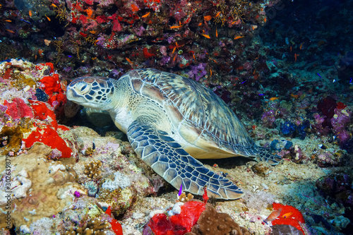 Green Sea Turtle at the Red Sea, Egypt