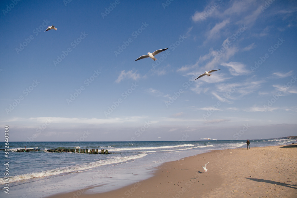 Fototapeta premium beautiful seagulls on the shore of the Baltic Sea