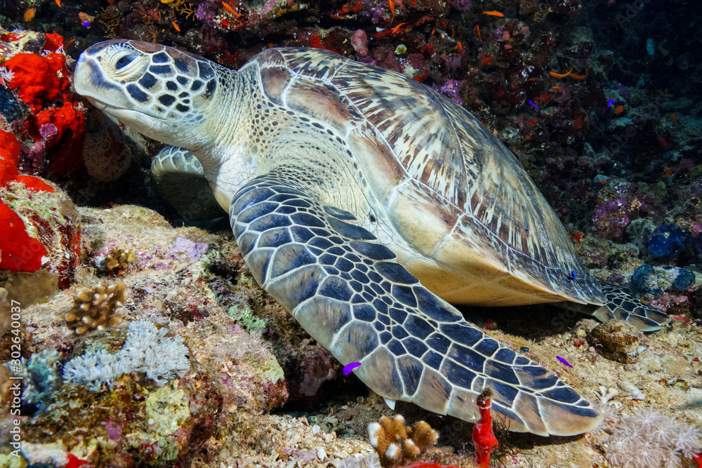 Fototapeta premium Green Sea Turtle at the Red Sea, Egypt