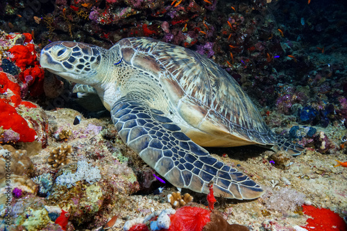 Green Sea Turtle at the Red Sea, Egypt