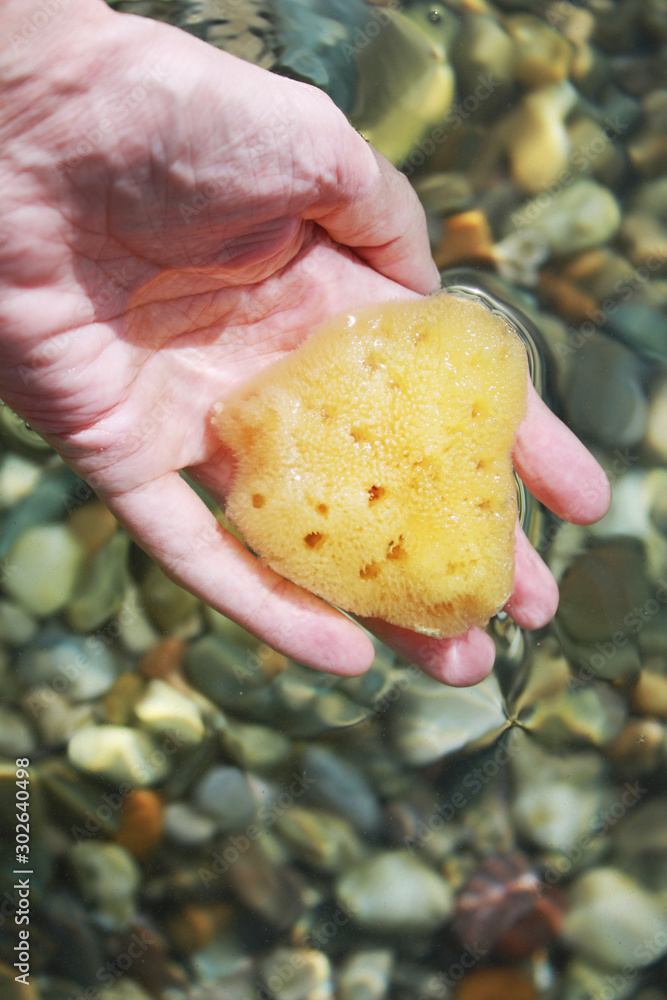 Sea sponge in the hand in sea water on the beach background.