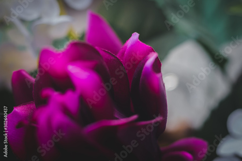 Purple flower seen from close up on a white and green background