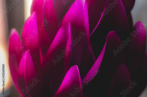 Purple flower seen from close up