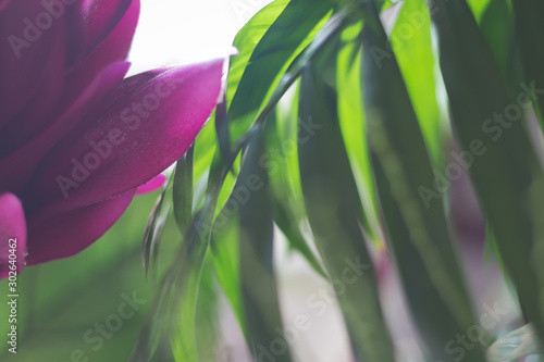Purple flower next to a plant with long green leaves on an illuminated background