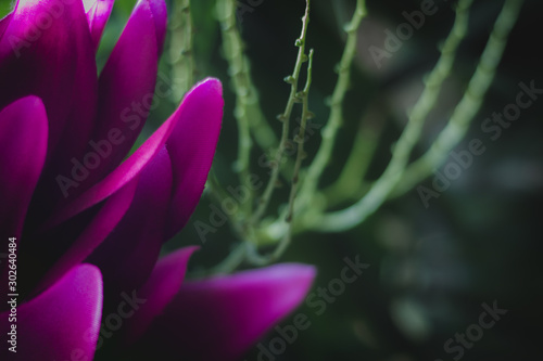 Purple flower next to a plant with green branches
