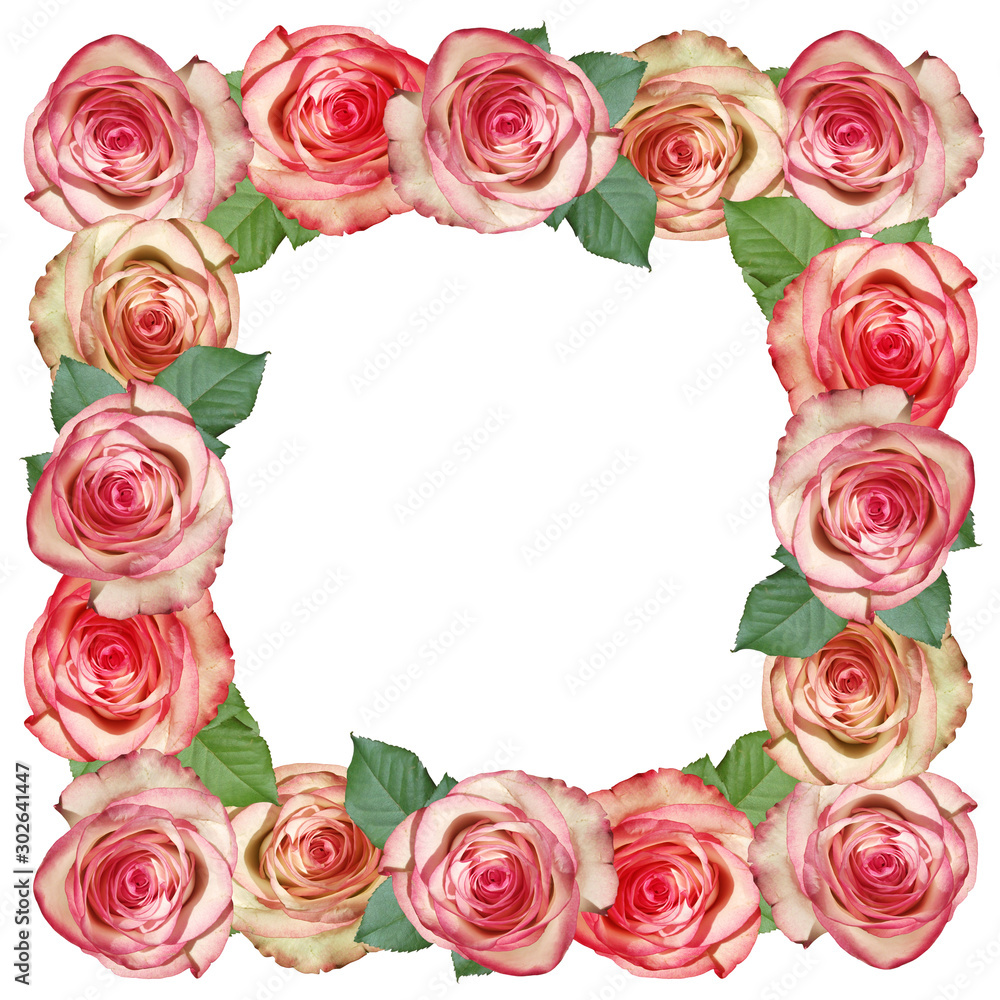Beautiful floral frame of roses. Isolated
