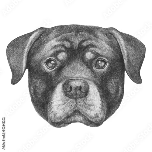 Portrait of Rottweiler. Hand-drawn illustration. Vector isolated elements.	