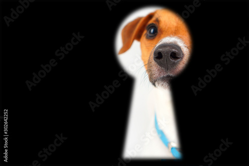 Dog guards the house concept with door keyhole and portrait of looking Jack Rusell dog.  Pet dog stay at home and watch. Copy space. photo