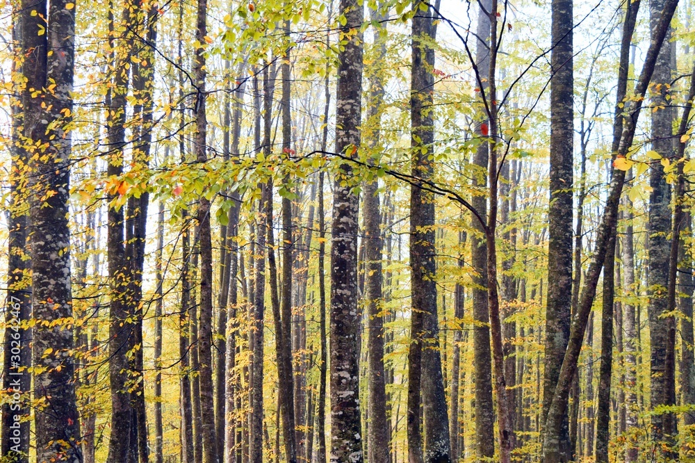 Obraz premium forest in autumn