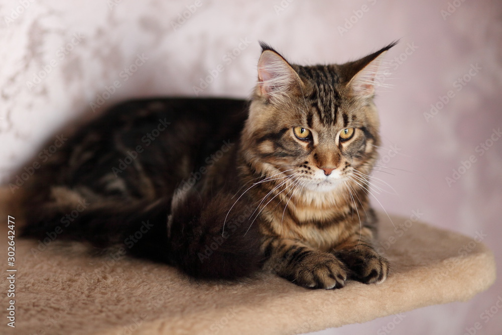 Portrait of domestic tortoiseshell Maine Coon kitten. Cute young cat looking at camera. Portrait of domestic tortoiseshell Maine Coon kitten. Cute young cat looking at camera.