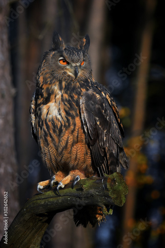 Eurasian Eagle Owl (Bubo bubo) in forest, night. 