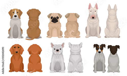 Set of realistic images of thoroughbred dogs. Vector illustration.