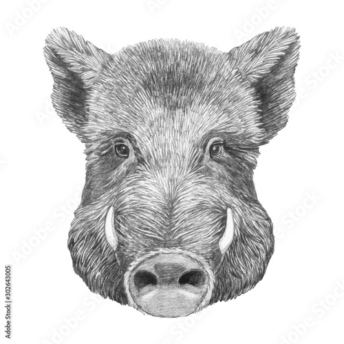 Portrait of Boar. Hand-drawn illustration. Vector isolated elements.	