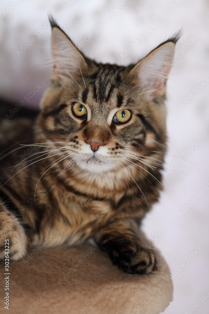 Beautiful young cat main coon Beautiful young cat main coon