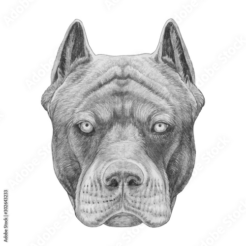 Portrait of Pit Bull. Hand-drawn illustration. Vector isolated elements.	