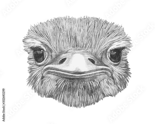 Portrait of Ostrich. Hand-drawn illustration. Vector isolated elements.	