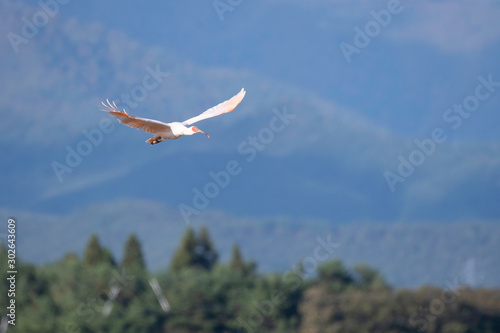 Japanese creseted ibis flying in Sado Island photo