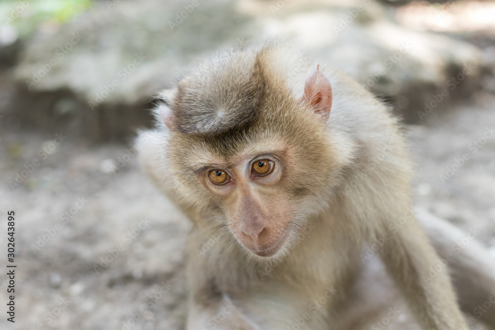 A monkey sits on the ground and looks A monkey sits on the ground and looks