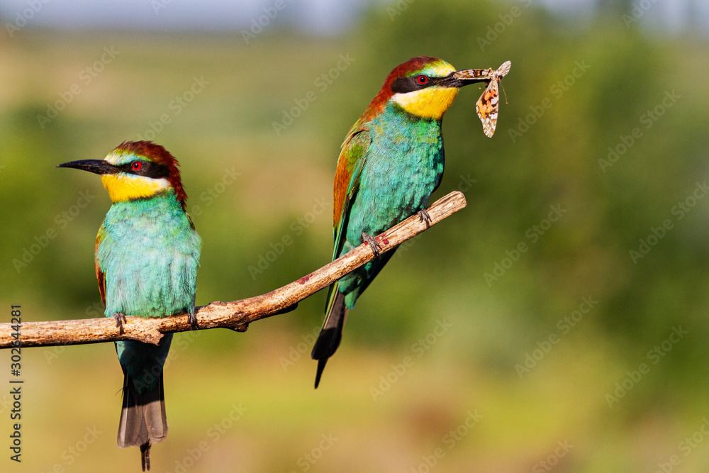 Obraz premium bee-eater a couple sit on a branch
