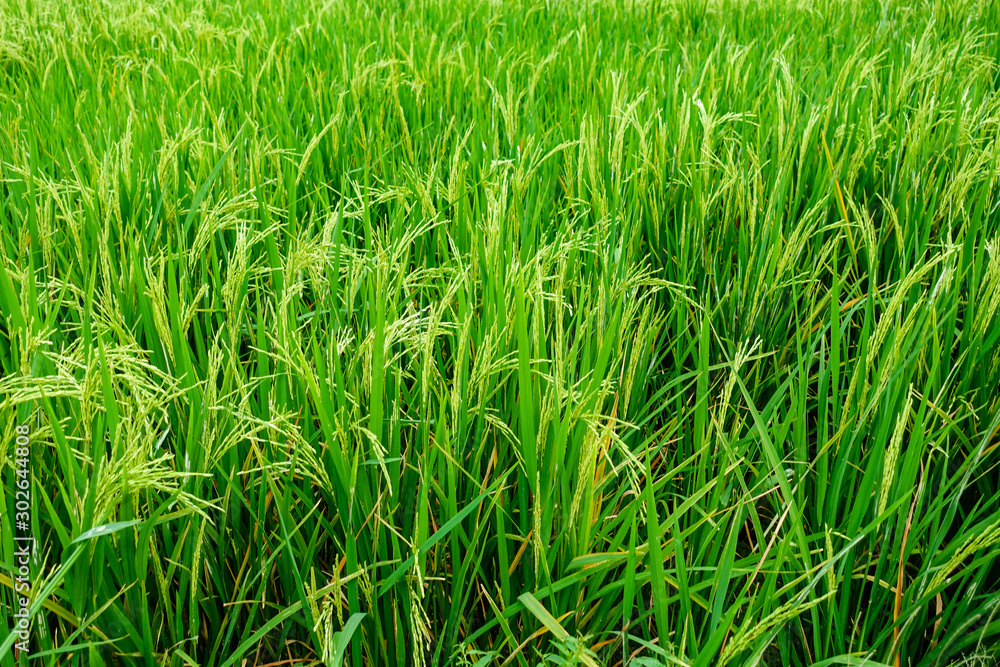 Organic green rice field for background Organic green rice field for background