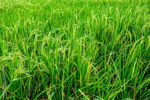 Organic green rice field for background