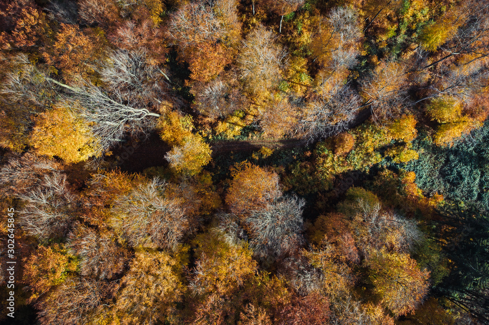Deutscher Wald im Herbst von oben Deutscher Wald im Herbst von oben