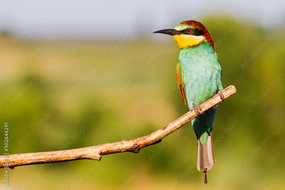 exotic colorful bird sitting on a dry branch exotic colorful bird sitting on a dry branch