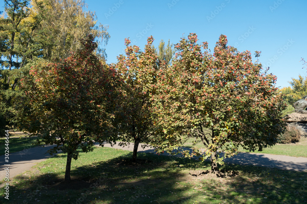 Naklejka premium Common whitebeams with autumnal foliage and red berries